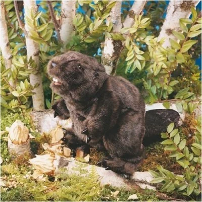 Handpuppe „Biber in der Natur“