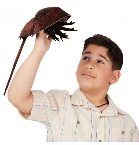 Jongen die speelt met een Folkmanis-marionet van een degenkrab Jongen die speelt met een Folkmanis-marionet van een degenkrab